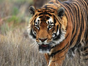 Preview wallpaper tiger, predator, animal, wildlife, grass