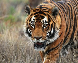 Preview wallpaper tiger, predator, animal, wildlife, grass