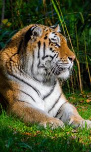 Preview wallpaper tiger, predator, animal, big cat, grass, wild