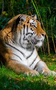 Preview wallpaper tiger, predator, animal, big cat, grass, wild