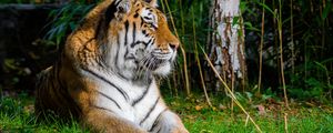 Preview wallpaper tiger, predator, animal, big cat, grass, wild