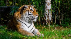 Preview wallpaper tiger, predator, animal, big cat, grass, wild