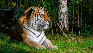 Preview wallpaper tiger, predator, animal, big cat, grass, wild