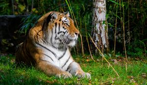 Preview wallpaper tiger, predator, animal, big cat, grass, wild