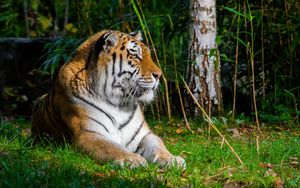 Preview wallpaper tiger, predator, animal, big cat, grass, wild