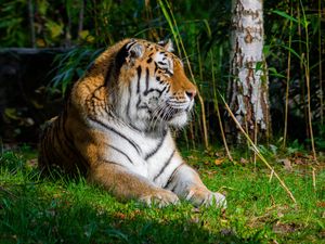 Preview wallpaper tiger, predator, animal, big cat, grass, wild