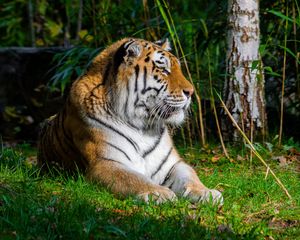 Preview wallpaper tiger, predator, animal, big cat, grass, wild