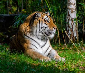 Preview wallpaper tiger, predator, animal, big cat, grass, wild