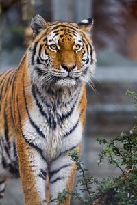 Preview wallpaper tiger, predator, animal, big cat, blur