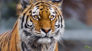 Preview wallpaper tiger, predator, animal, big cat, blur