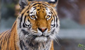 Preview wallpaper tiger, predator, animal, big cat, blur