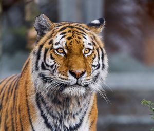 Preview wallpaper tiger, predator, animal, big cat, blur