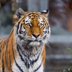 Preview wallpaper tiger, predator, animal, big cat, blur
