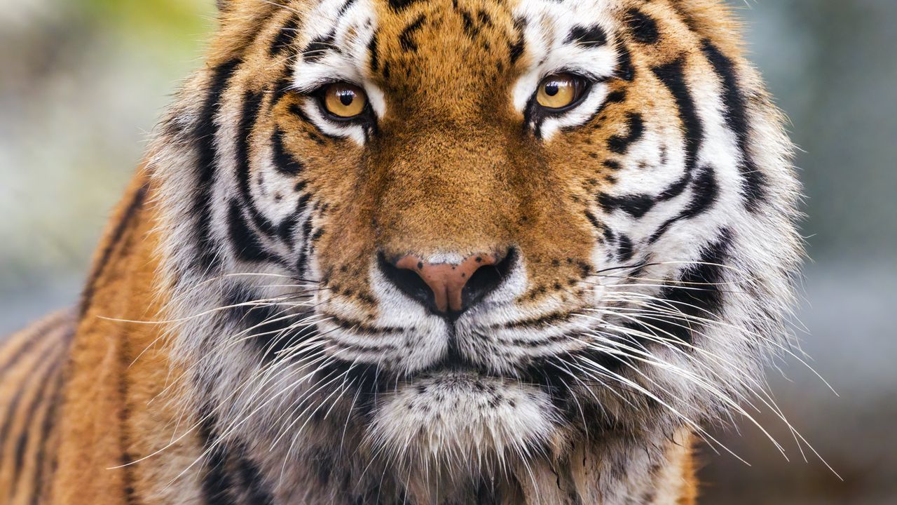 Wallpaper tiger, predator, animal, wildlife, big cat