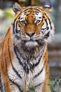 Preview wallpaper tiger, predator, animal, wildlife, big cat