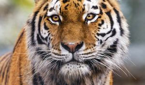 Preview wallpaper tiger, predator, animal, wildlife, big cat