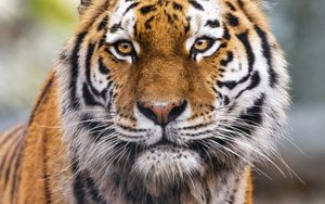 Preview wallpaper tiger, predator, animal, wildlife, big cat