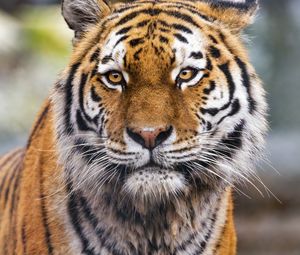 Preview wallpaper tiger, predator, animal, wildlife, big cat