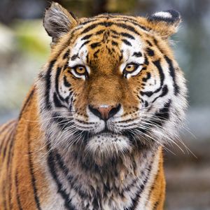 Preview wallpaper tiger, predator, animal, wildlife, big cat