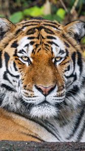 Preview wallpaper tiger, predator, animal, wildlife, big cat, blur