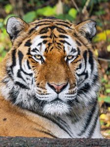 Preview wallpaper tiger, predator, animal, wildlife, big cat, blur