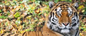 Preview wallpaper tiger, predator, animal, wildlife, big cat, blur