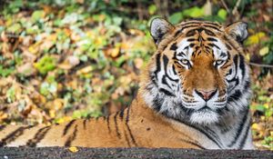 Preview wallpaper tiger, predator, animal, wildlife, big cat, blur