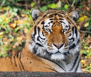 Preview wallpaper tiger, predator, animal, wildlife, big cat, blur