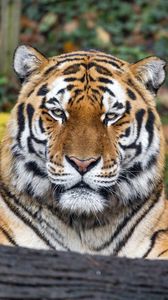 Preview wallpaper tiger, predator, animal, wildlife, big cat, log