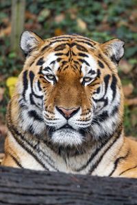 Preview wallpaper tiger, predator, animal, wildlife, big cat, log
