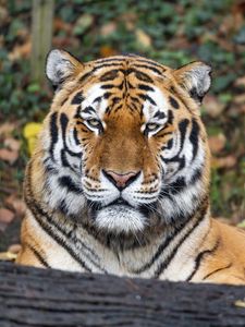 Preview wallpaper tiger, predator, animal, wildlife, big cat, log