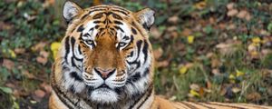Preview wallpaper tiger, predator, animal, wildlife, big cat, log