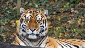 Preview wallpaper tiger, predator, animal, wildlife, big cat, log