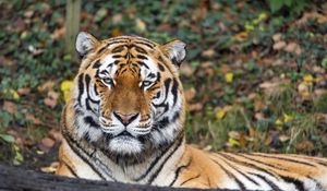 Preview wallpaper tiger, predator, animal, wildlife, big cat, log