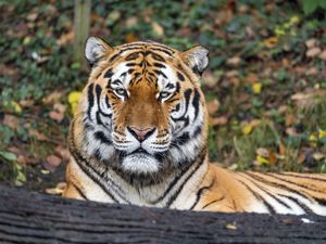 Preview wallpaper tiger, predator, animal, wildlife, big cat, log