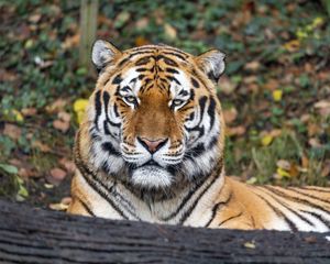 Preview wallpaper tiger, predator, animal, wildlife, big cat, log