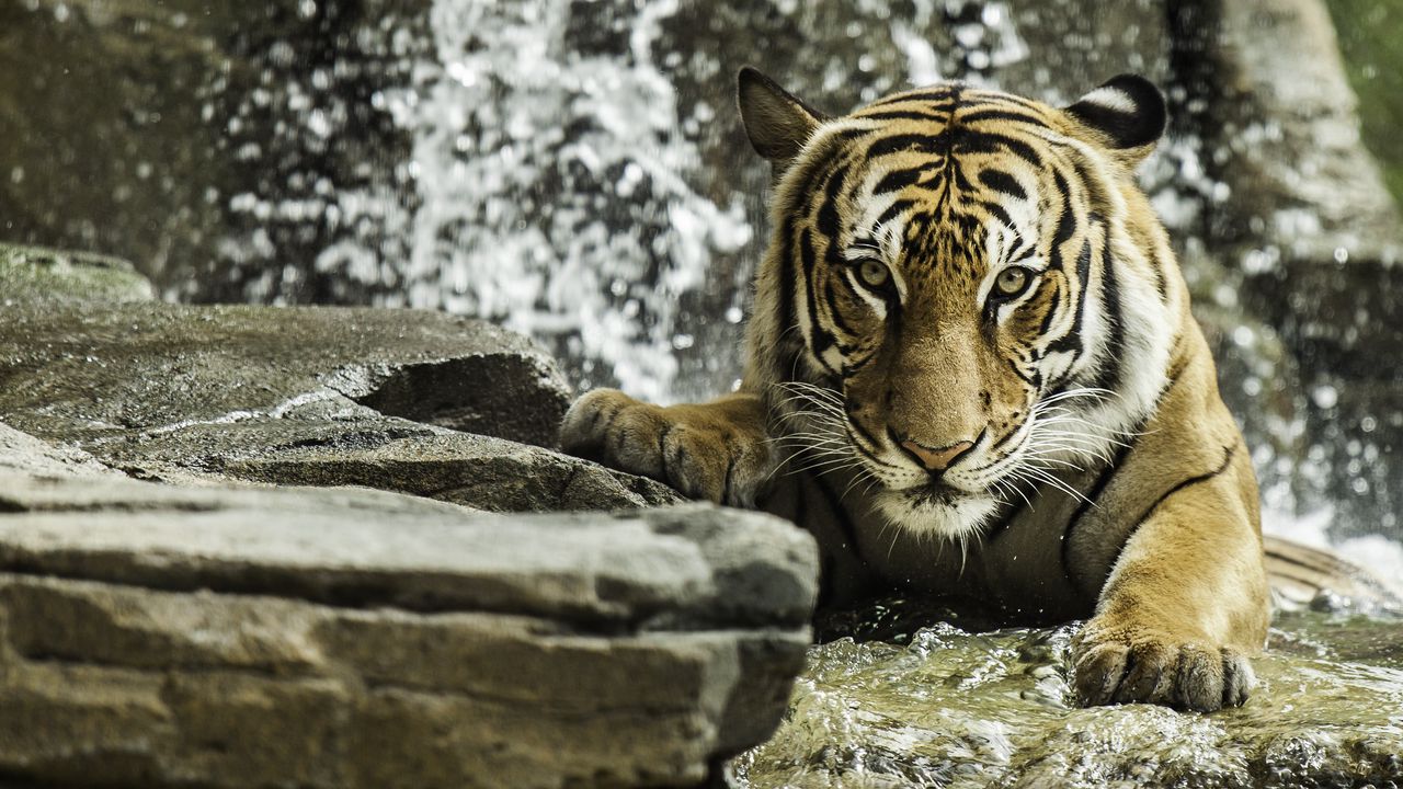 Wallpaper tiger, predator, animal, big cat, water