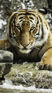 Preview wallpaper tiger, predator, animal, big cat, water