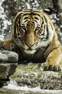 Preview wallpaper tiger, predator, animal, big cat, water