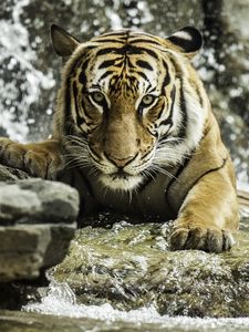 Preview wallpaper tiger, predator, animal, big cat, water