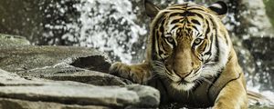 Preview wallpaper tiger, predator, animal, big cat, water