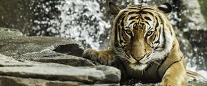Preview wallpaper tiger, predator, animal, big cat, water