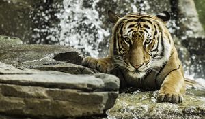 Preview wallpaper tiger, predator, animal, big cat, water