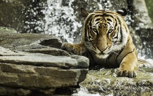 Preview wallpaper tiger, predator, animal, big cat, water