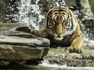 Preview wallpaper tiger, predator, animal, big cat, water