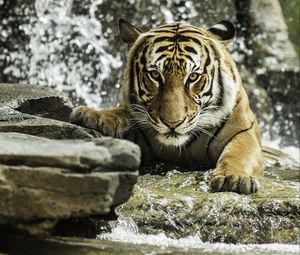 Preview wallpaper tiger, predator, animal, big cat, water