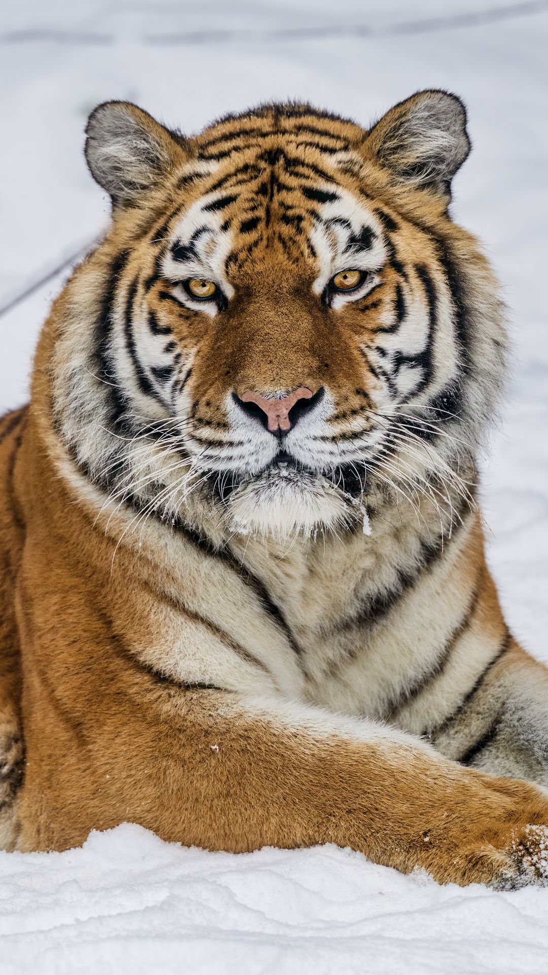 Download wallpaper 1080x1920 tiger, predator, animal, wild animal ...