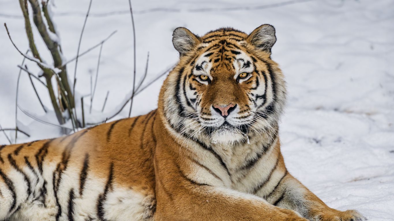 Download wallpaper 1366x768 tiger, predator, animal, wild animal ...