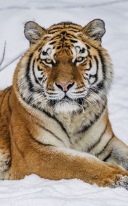 Preview wallpaper tiger, predator, animal, wild animal, wildlife