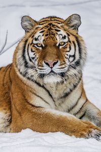 Preview wallpaper tiger, predator, animal, wild animal, wildlife